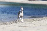 WHIPPET 174